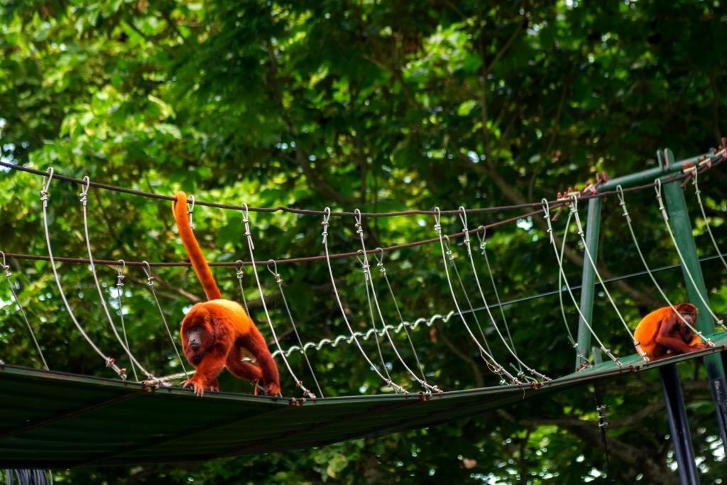 Los pasos de fauna, vitales para salvaguardar la vida de más de seis mil animales en vías nacionales Los pasos de fauna, vitales para salvaguardar la vida de más de seis mil animales en vías nacionales