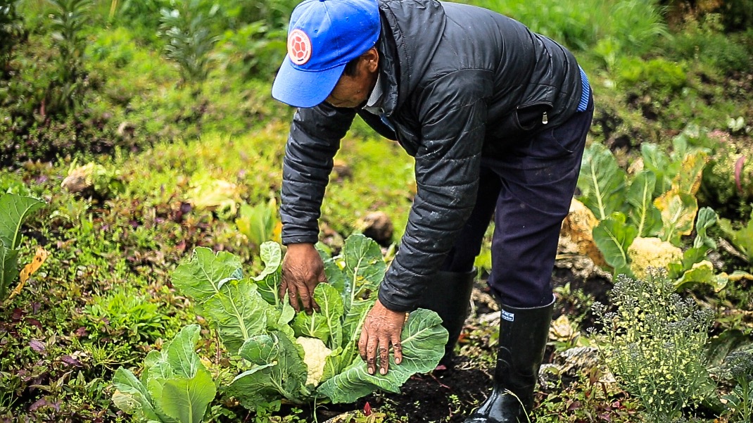 HUERTOS LEÑEROS BENEFICIAN A 822 FAMILIAS NARIÑENSES QUIENES CONTRIBUYEN A FRENAR EL CAMBIO CLIMÁTICO HUERTOS LEÑEROS BENEFICIAN A 822 FAMILIAS NARIÑENSES QUIENES CONTRIBUYEN A FRENAR EL CAMBIO CLIMÁTICO