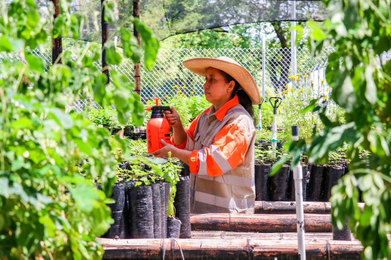 Avanza el plan de compensaciones ambientales en el occidente antioqueño: se han creado 7 viveros y se logró la producción de 70.000 plántulas Avanza el plan de compensaciones ambientales en el occidente antioqueño: se han creado 7 viveros y se logró la producción de 70.000 plántulas