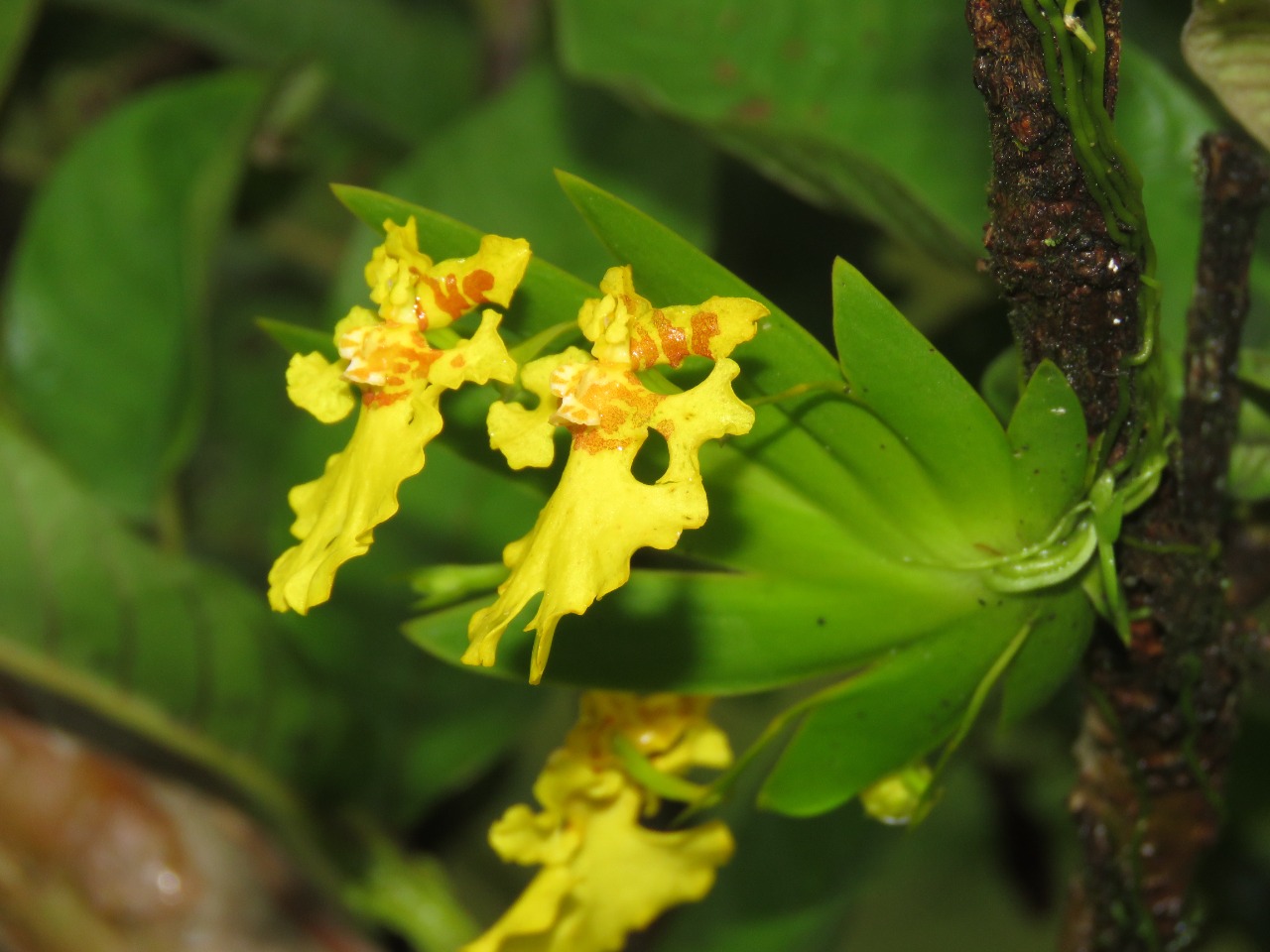 194 especies de orquídeas y bromelias han sido reubicadas para preservar la biodiversidad en la Autopista al Mar 2